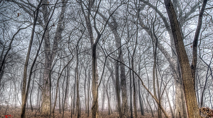 into-the-woods-houston-main-street-theater-2014