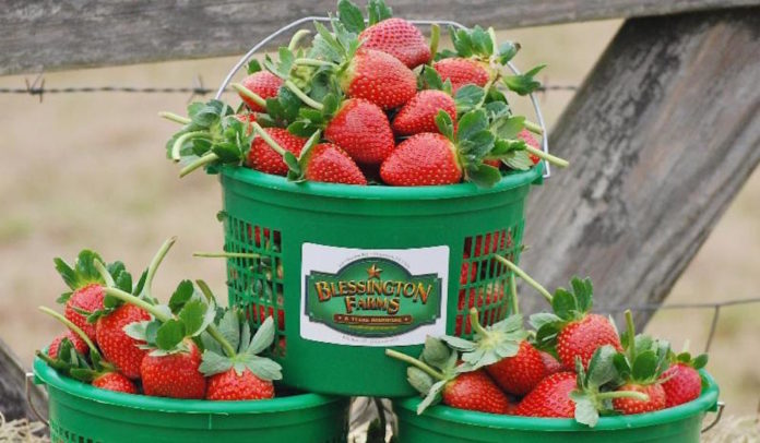 blessington-farms-katy-strawberries-christmas