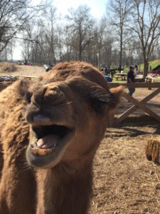 blessington-farms-spring-break-2015-camel