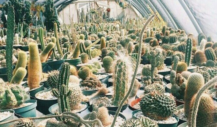 cactus-king-houston cactus-king-houston