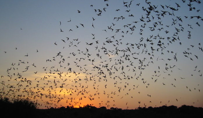 bats-on-the-bayou-watonga-park