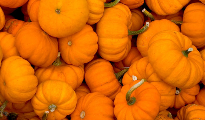 cheap-and-free-fall-festivals-in-houston-2015
