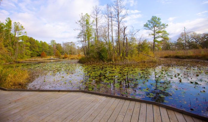 houston-arboretum-arbor-day-celebration-january-2016