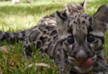Bend & pose with animal-inspired Yoga at the Houston Zoo houston-zoo-yoga-2016