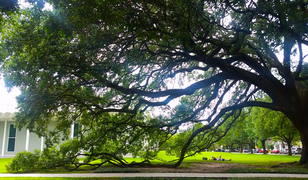 menil-park-houston-2-2017