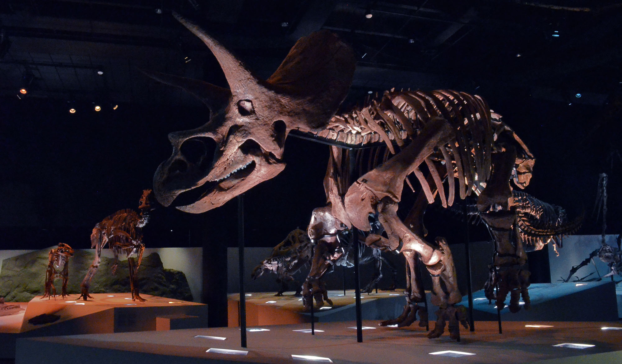 triceratops skeleton museum