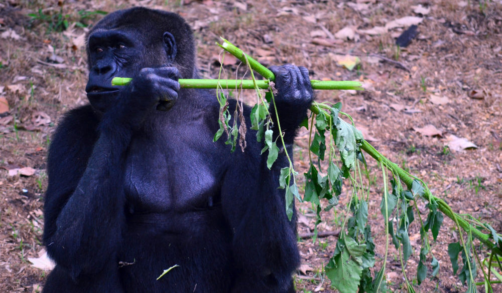 visitors-guide-houston-zoo-15