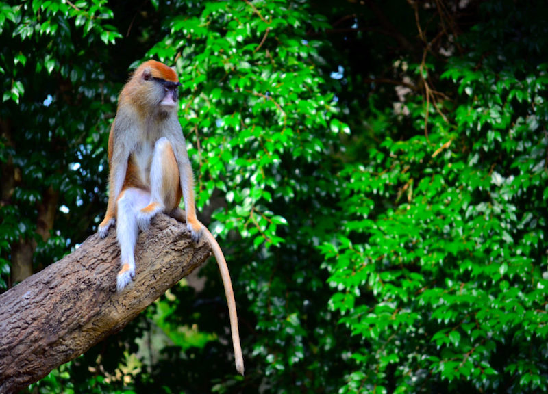 Swinging into Monkey Day - The Houston Zoo