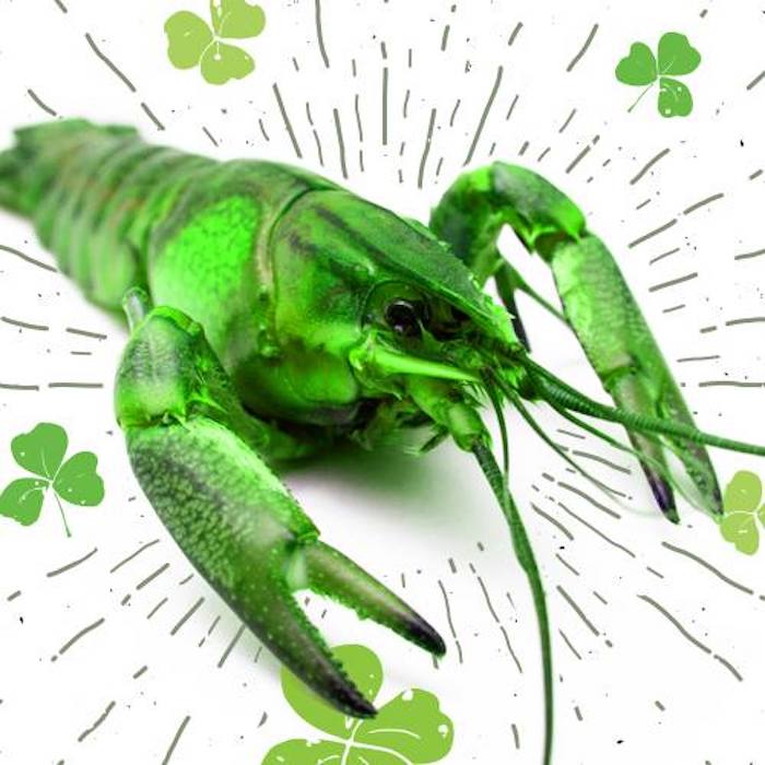 54th-annual-st-patricks-day-festival-at-griffs-irish-pub