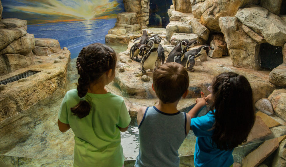 family-friendly-fun-attractions-museums-beach-galveston-island-2019-city-moody-gardens-penguins