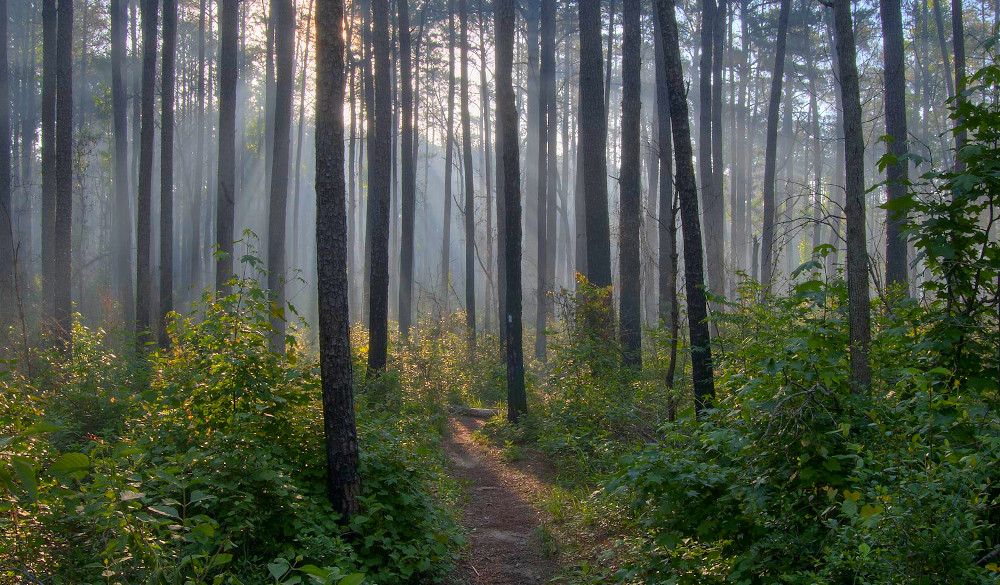 Sam Houston Park - All You Need to Know BEFORE You Go (with Photos)