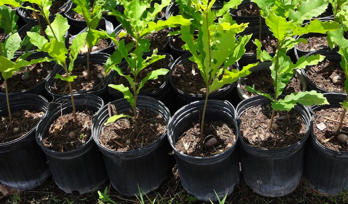 Bring home a free tree seedling on Earth Day at Evelyn's ...