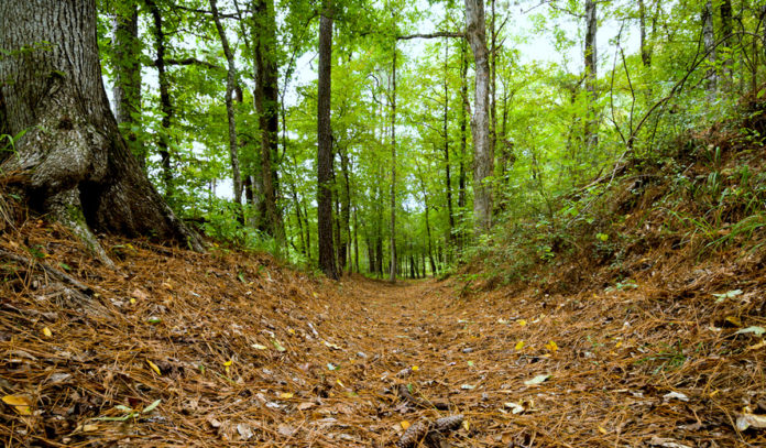 Swale, Mission Tejas State Park, Houston County, Texas