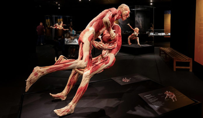 best-things-to-do-in-houston-this-weekend-friday-saturday-sunday-september-10-11-12-2021-body-worlds