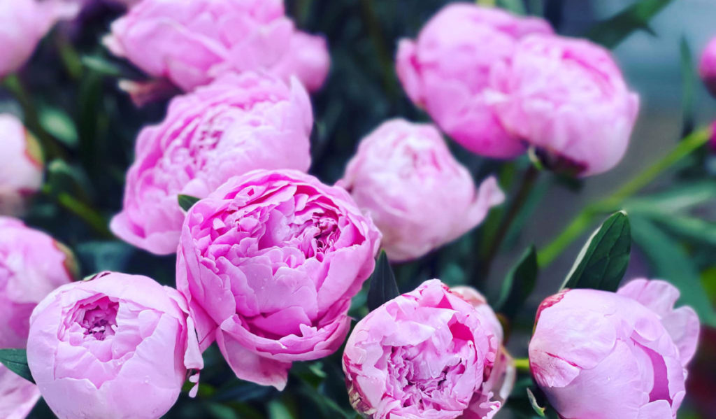A collection of pink peonies