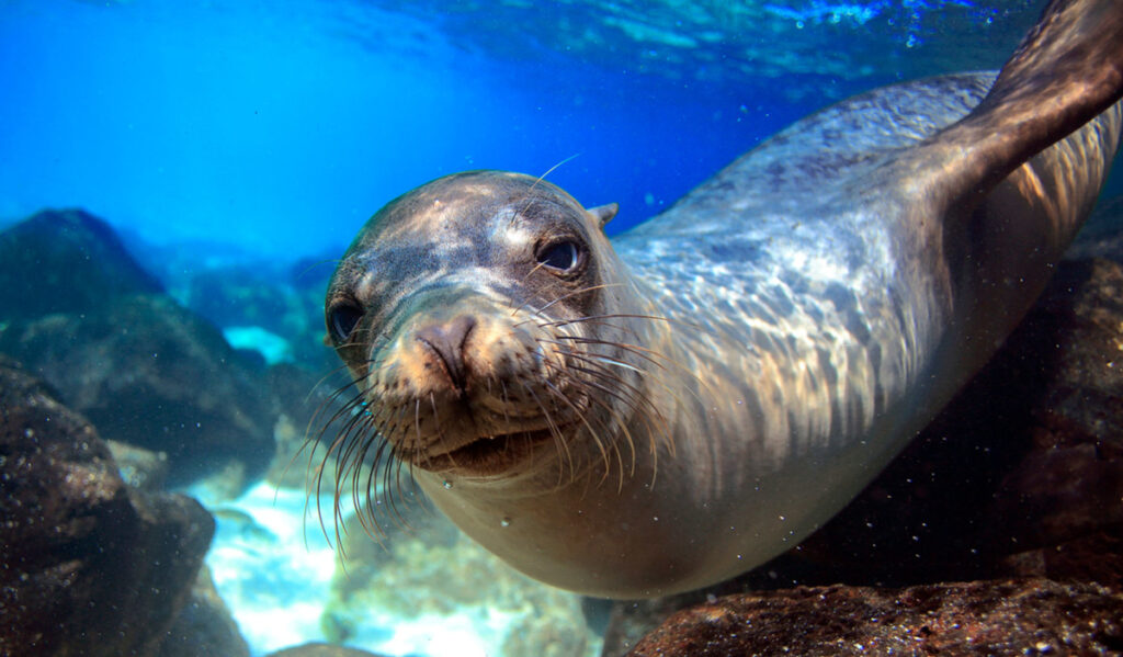 A close photo of a sea lion looking at the camera