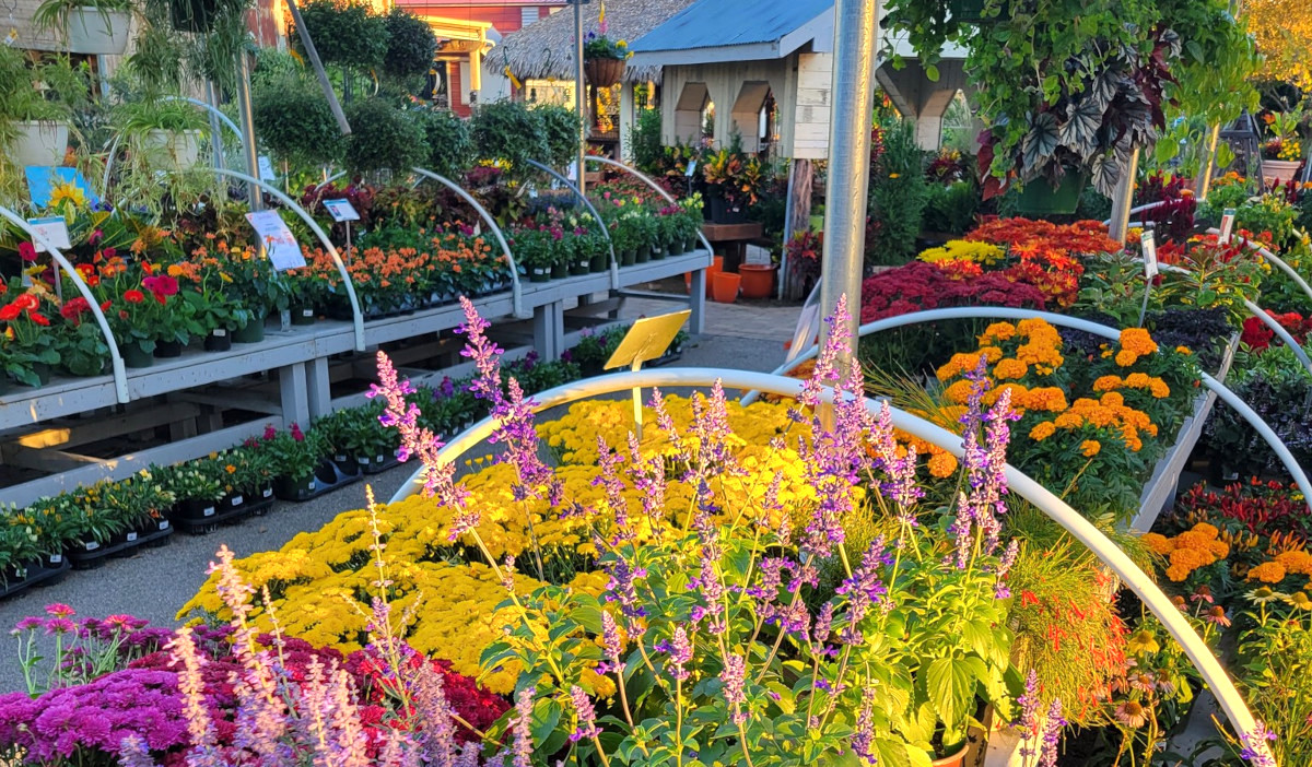 Top 12 Plant and Garden Centers in Greater Houston