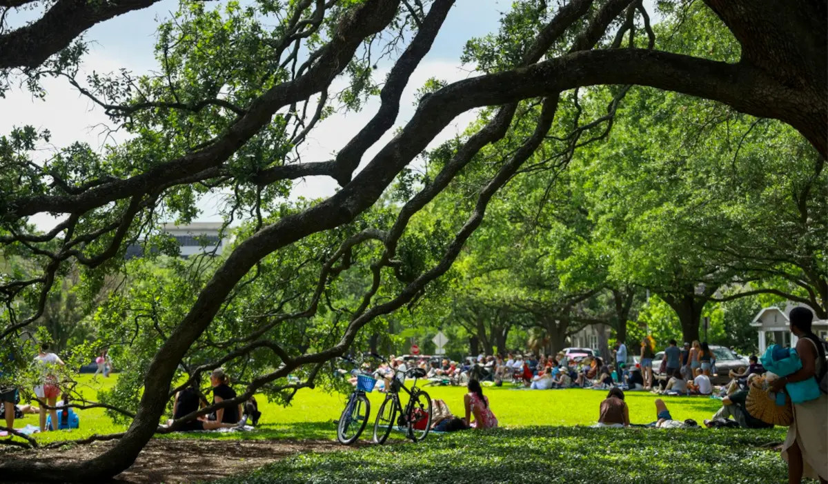 Large branches of a tree swoop down to the ground and people picnic underneath