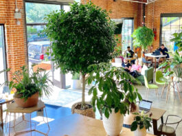 A light-filled coffeeshop with plants and patrons sitting