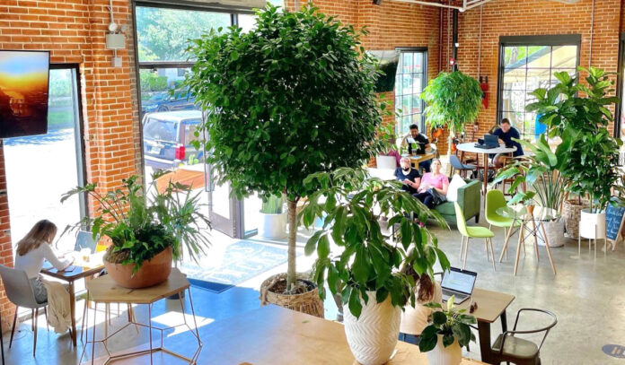 A light-filled coffeeshop with plants and patrons sitting