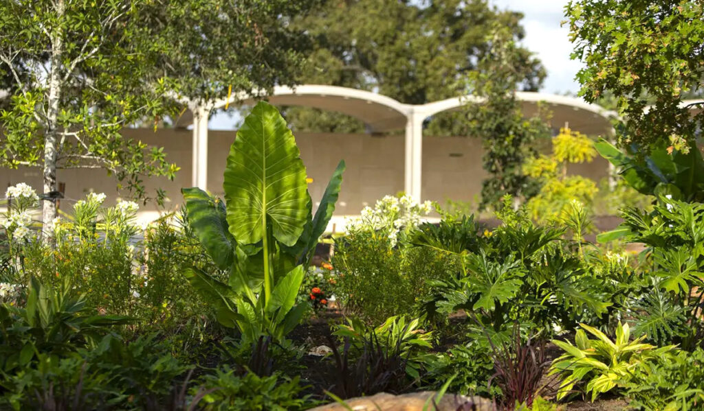 A leafy assortment of native plants at the Botanic Garden