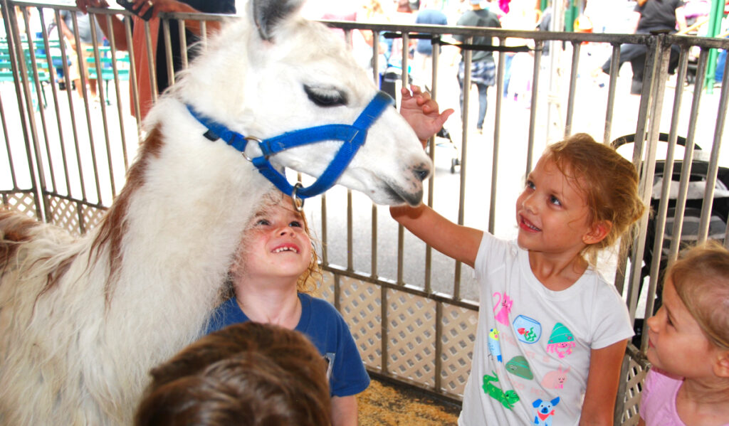 Children circle around a llama in a petting zoo