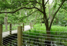 5 Must Do Things Near George Bush Intercontinental Airport (IAH) A wooden walkway that winds through wetland environment
