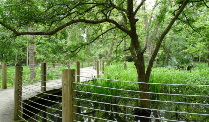 A wooden walkway that winds through wetland environment