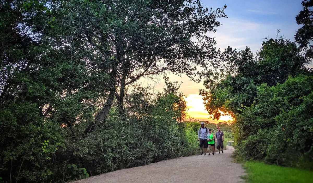 Three people hiking through a forest at sunset