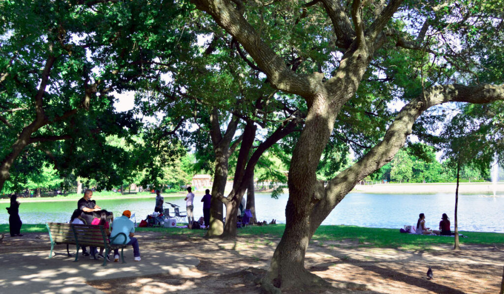 Groups of people sitting under the shadows of oak trees next to a lake