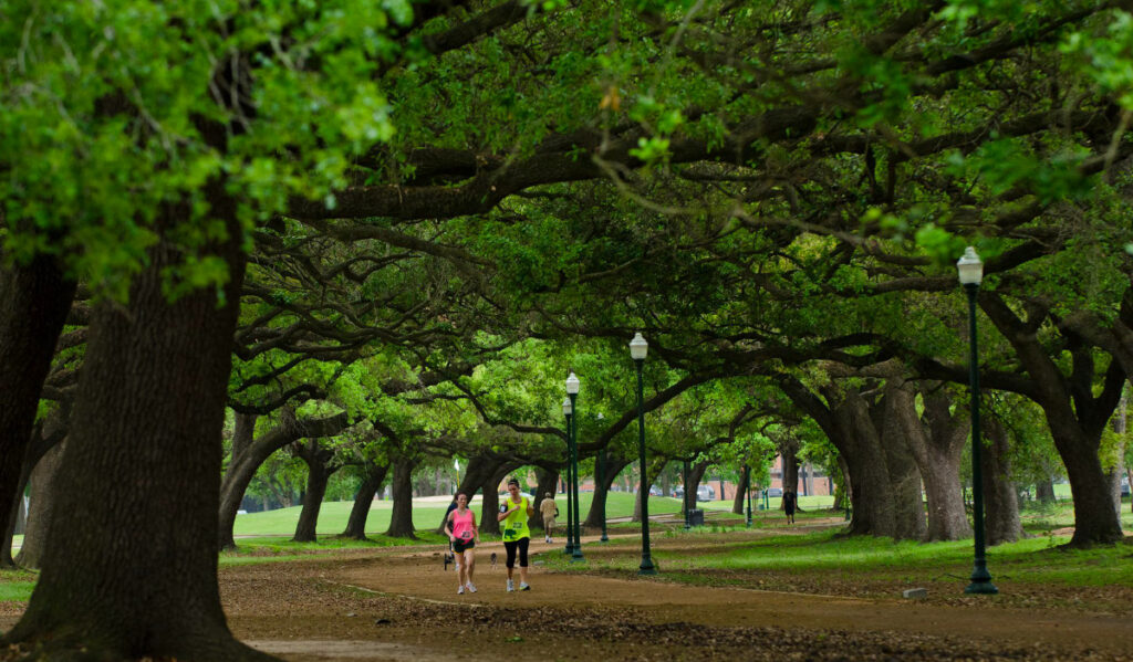 Two people running on a wide gravel path lined by oak trees