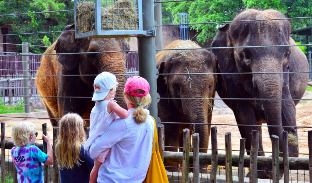 A woman and three children stand next to a fence with three elephants 