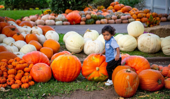 A small child walking among large pumpkins