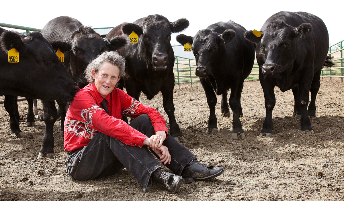 Temple Grandin in a red shirt, sitting in dirt, surrounded by black cows