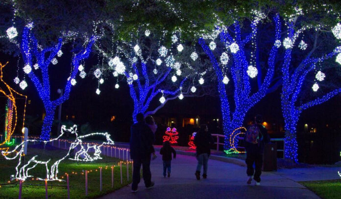 A family walks through trees lit with blue Christmas lights