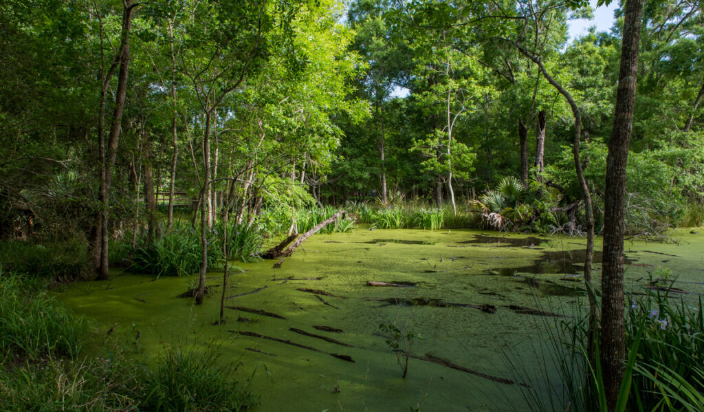 A swampy pond with tree protusions and a far shore of tree line