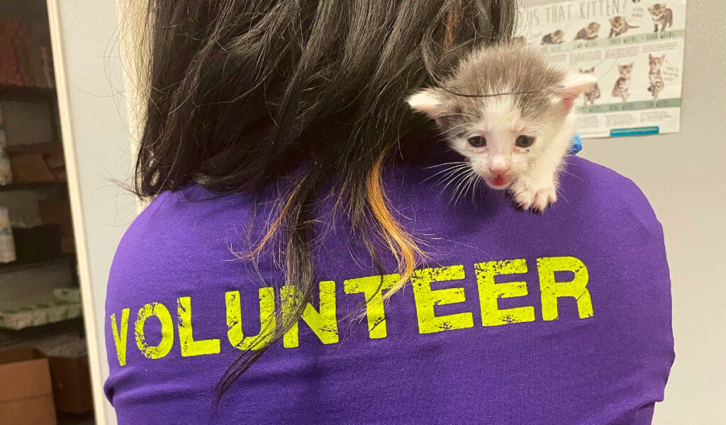 A small kitten sitting on the shoulder of a person in a purple volunteer shirt