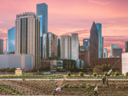 People farming on a rooftop with the Downtown skyline behind them at sunset