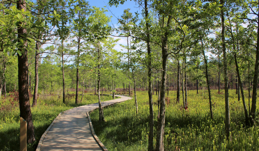 A wooden boardwalk that winds through tall trees