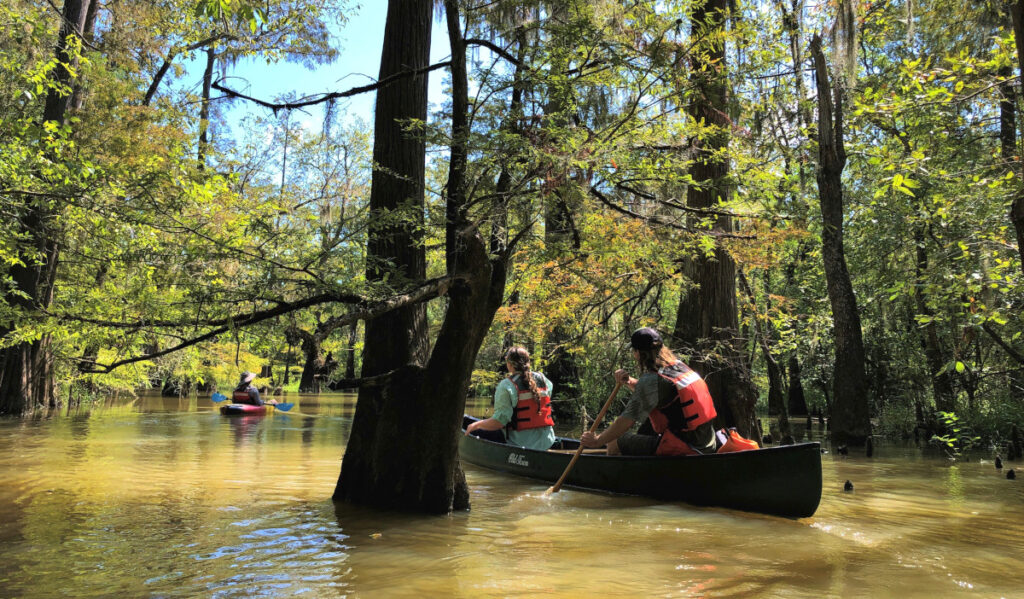 People paddling canoes through trees in a waterway