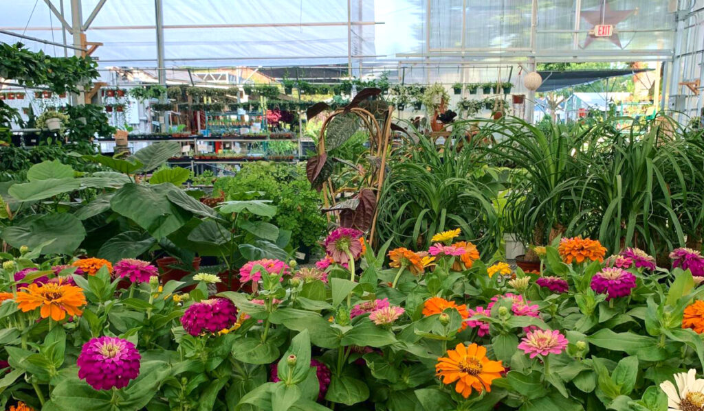 Colorful flowers in the foreground with rows of additional plants stretching into the background