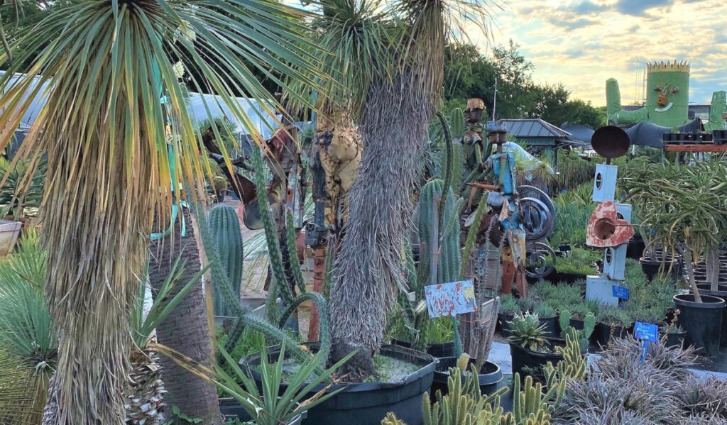 Rows of cacti plants of various sizes in an outdoor nursery