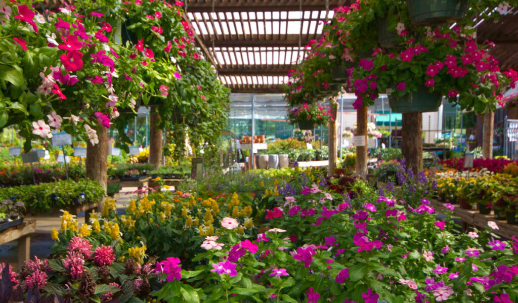 A view of a plant nursery with colorful flowers and hanging plants