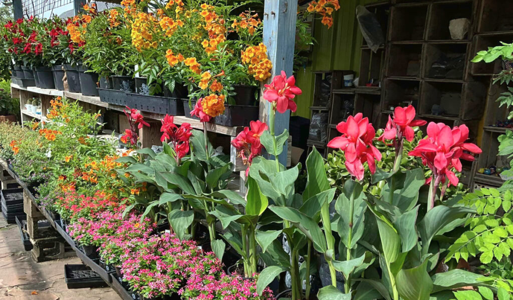 A row of colorful plants