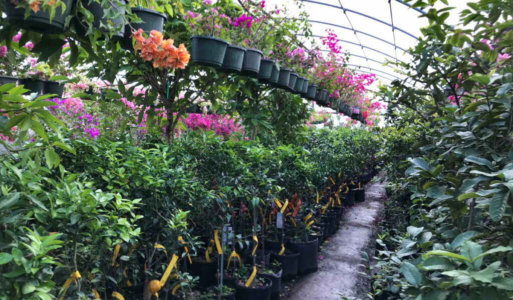 A narrow walking path flanked by tall plants and hanging plants