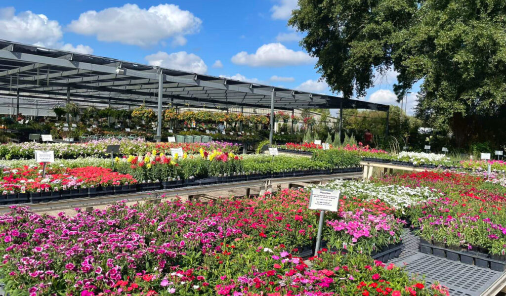 A wide view of colorful flowers in the sun and a covered nursery area