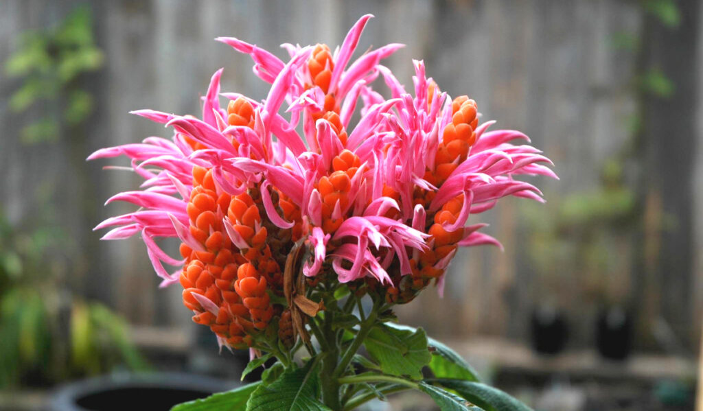 A close up of an orange and pink flower