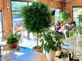 A light-filled coffeeshop with plants and patrons sitting