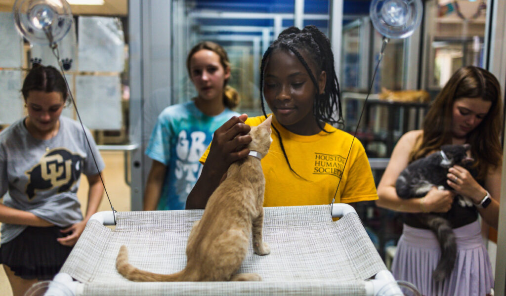 A child in a yellow shirt pets a small kitten sitting on a perch while three girls stand behind them