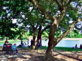 Groups of people sit in picnics lakeside under a canopy of trees